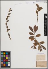 Foto von Salix cinerea L. x Salix viminalis L.